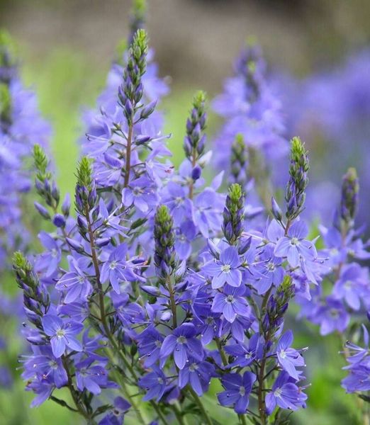 Veronica austriaca 'Shirley Blue'